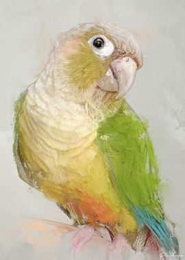 Conure Portrait 003