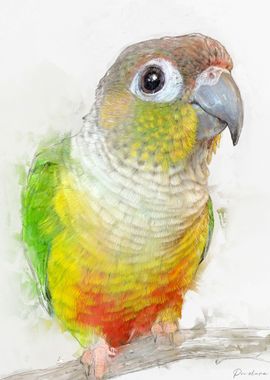 Conure Portrait 010