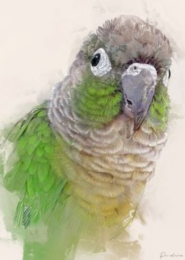 Conure Portrait 002