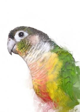 Conure Portrait 009