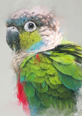 Conure Portrait 5