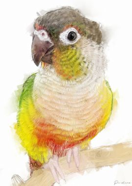 Conure Portrait 008