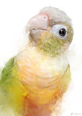 Conure Portrait 004