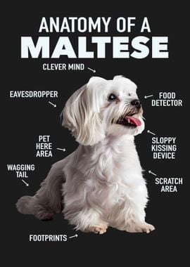 Maltese