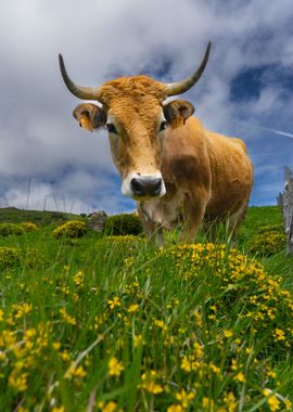 Mooh bien Cantabrian cow