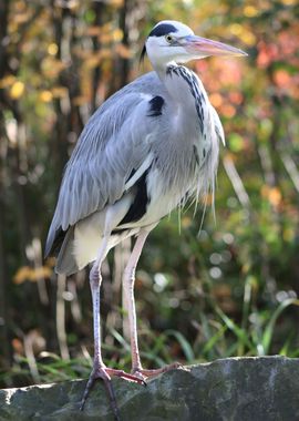 Standing Grey Heron