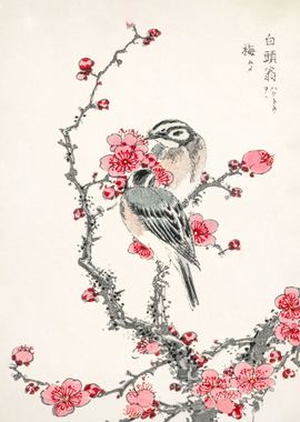 Japanese Great Tit