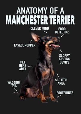 Manchester terrier