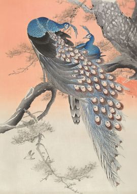 Two peacocks