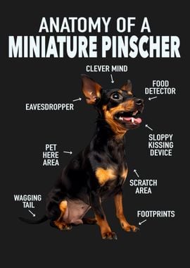 Miniature pinscher