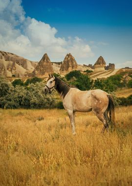 nature horse and plateau