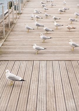 Seabirds in Peace and Calm