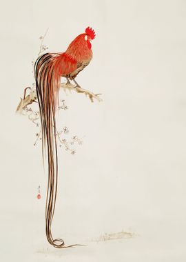 Long tailed Rooster