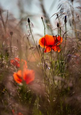 Summer meadow