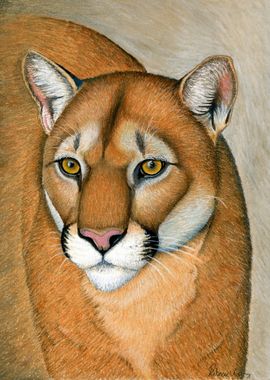 Mountain Lion