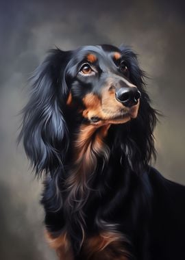 Longhaired Dachshund