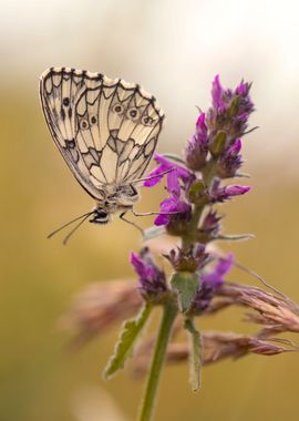 Summer butterfly