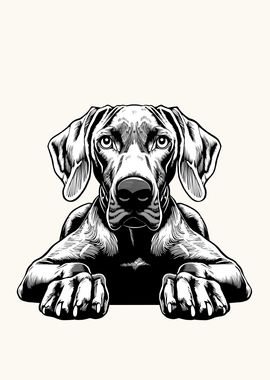 Weimaraner