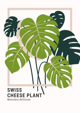 Swiss Cheese Plant