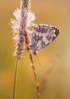 Summer butterfly