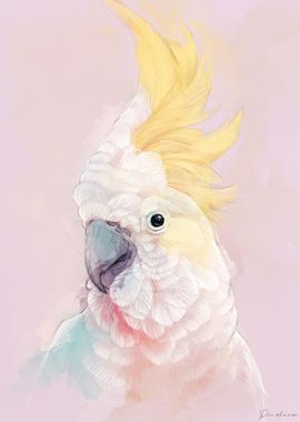 Cockatoo Portrait 004