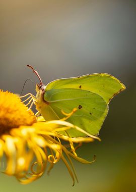 Yellow butterfly