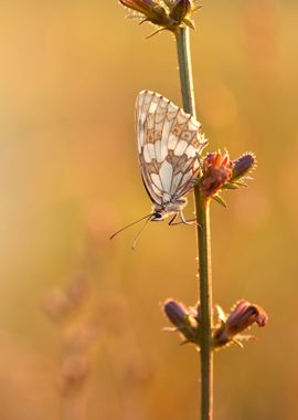 Summer butterfly