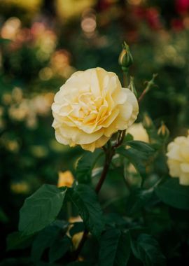 Yellow Rose