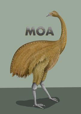 Moa NZ BIRD