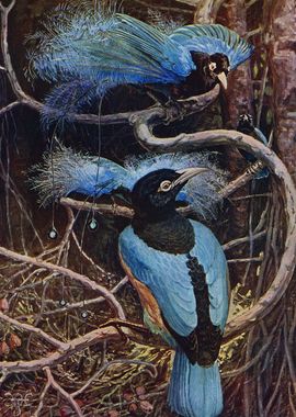 Blue Paradise Birds