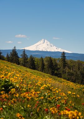 Mt Hood over wildflowers