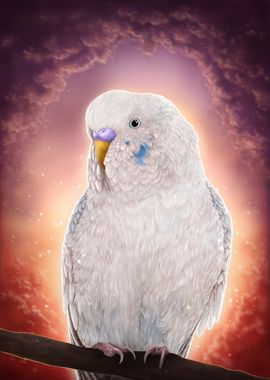 White Budgie at Early Dawn