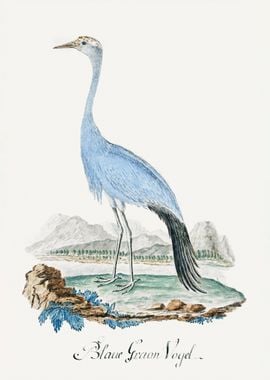 Blue crane