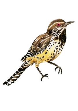 Cactus wren Bird Hand draw