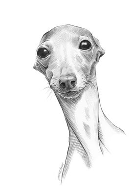 Italian Greyhound Dog Art