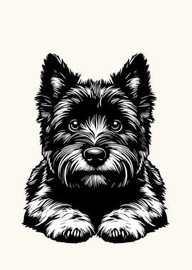 Cairn Terrier