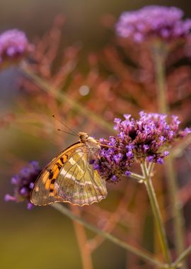 Summer butterfly