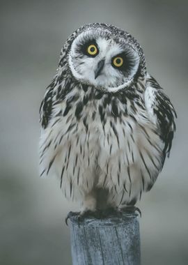 Short eared owl