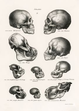 Human monkey and ape skull