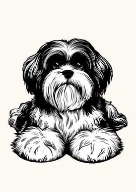 Lhasa Apso