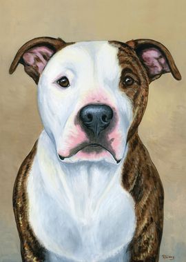 Brindle Pit Bull Dog