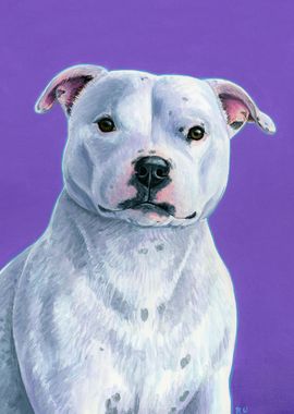 White Pit Bull Dog