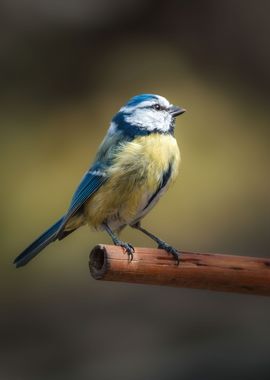 A blue tit posing