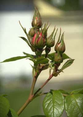 Rose bush