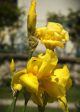 Yellow Iris