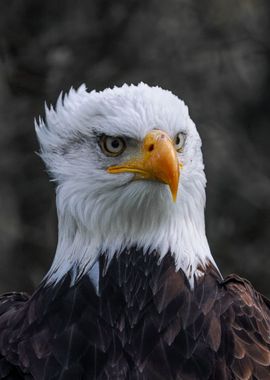 Bald Eagle Portrait