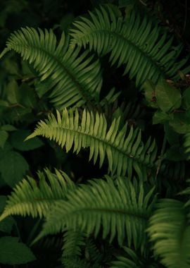 Ferns