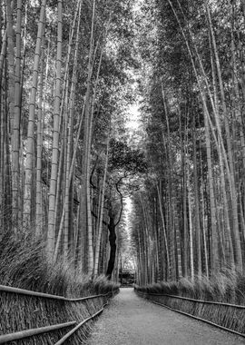 Arashiyama bamboo forest