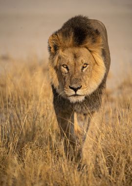 Lion in Kgalagadi