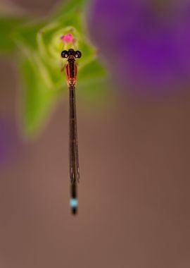 Damselfly